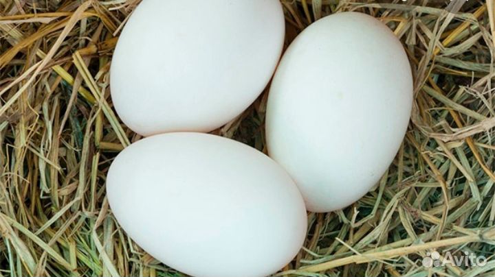 Яйца гусиные купить на Зозу.ру - фотография № 1