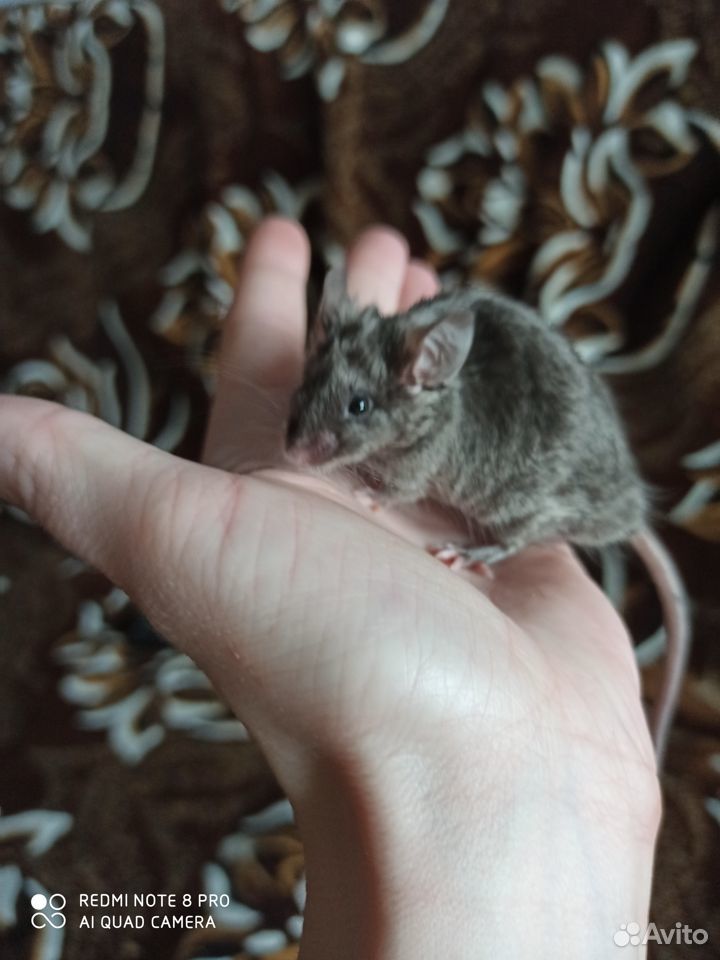 Сатиновые мышки купить на Зозу.ру - фотография № 4