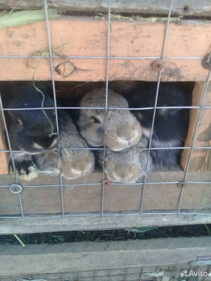 Кролики малышы купить на Зозу.ру - фотография № 1