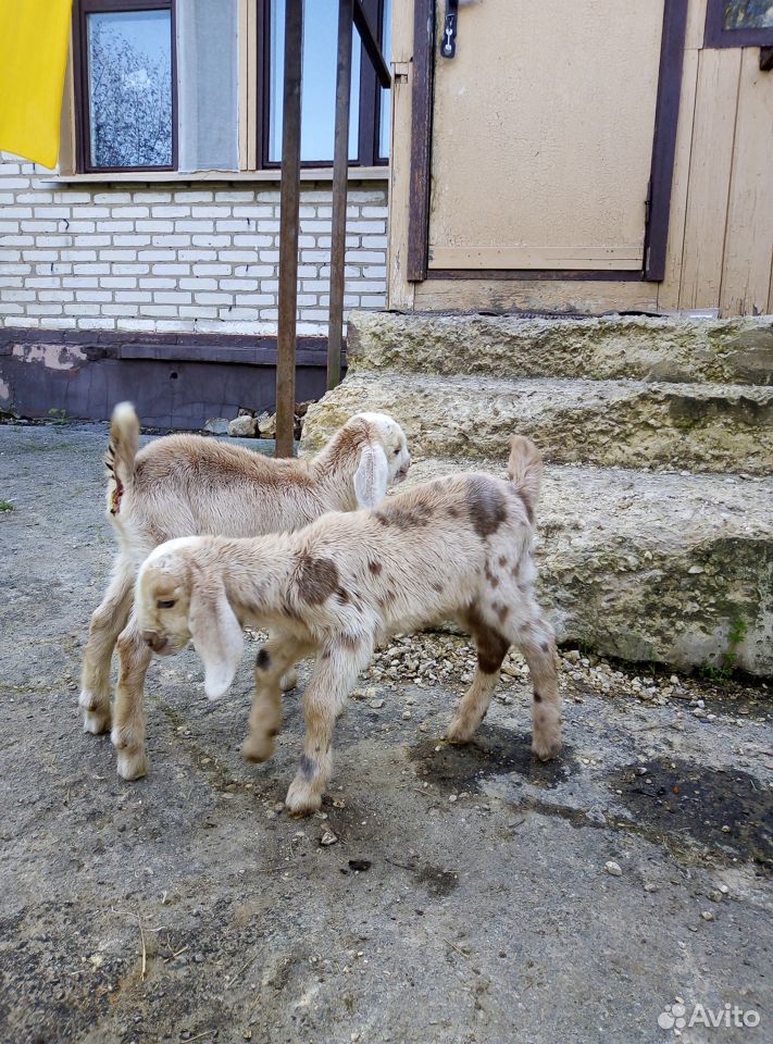 Нубийские козлята купить на Зозу.ру - фотография № 1