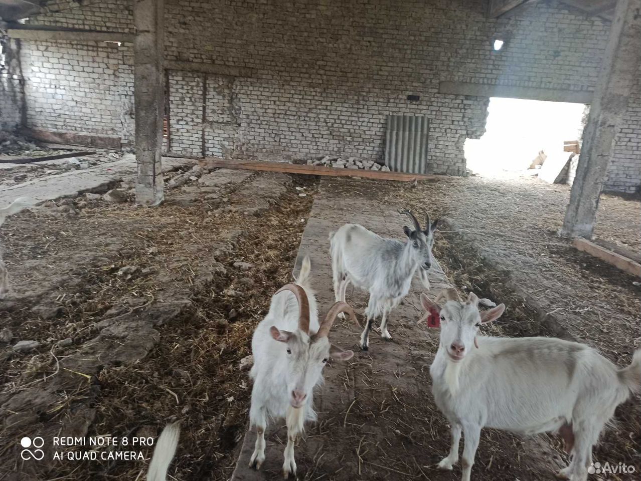 Продам дойных коз купить на Зозу.ру - фотография № 3