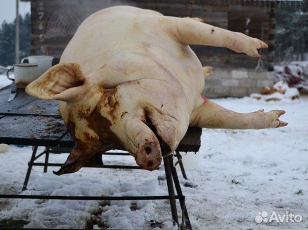Мясо свинина деревенское купить на Зозу.ру - фотография № 1