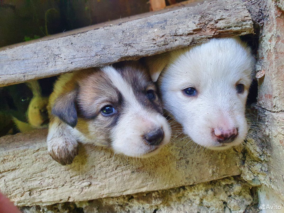 Маленькие щенята,нуждаются в хозяевах,не проходите купить на Зозу.ру - фотография № 4