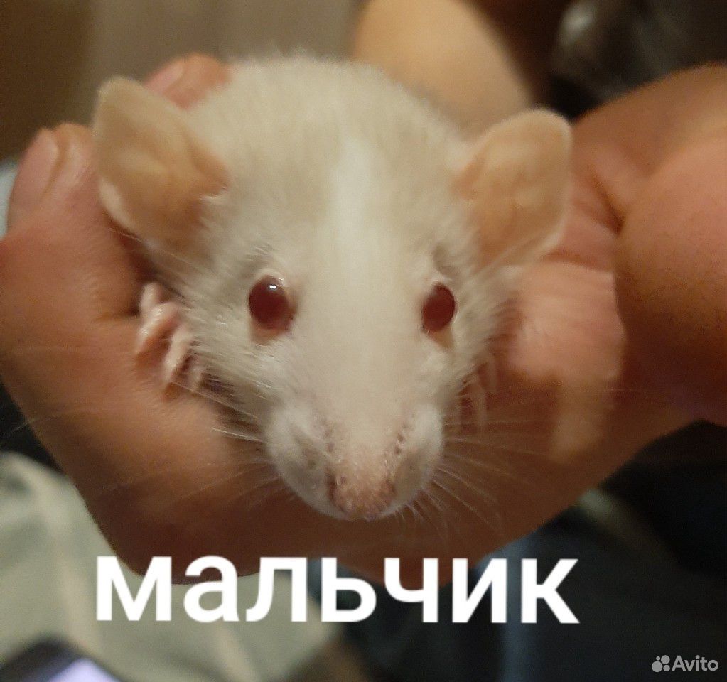 Крысёнок купить на Зозу.ру - фотография № 3
