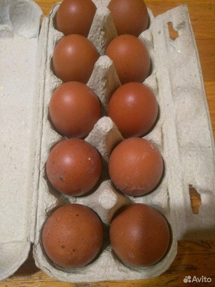 Инкубационное яйцо марана купить на Зозу.ру - фотография № 2