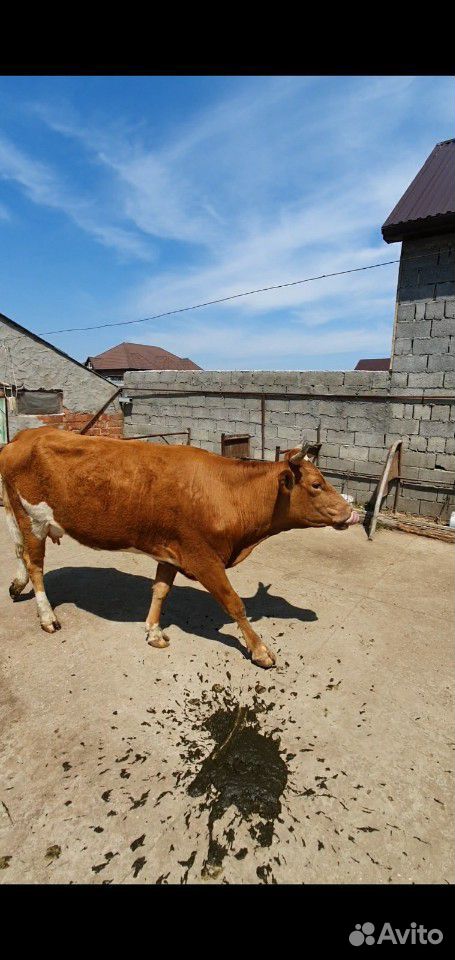 Корова с теленоком купить на Зозу.ру - фотография № 5