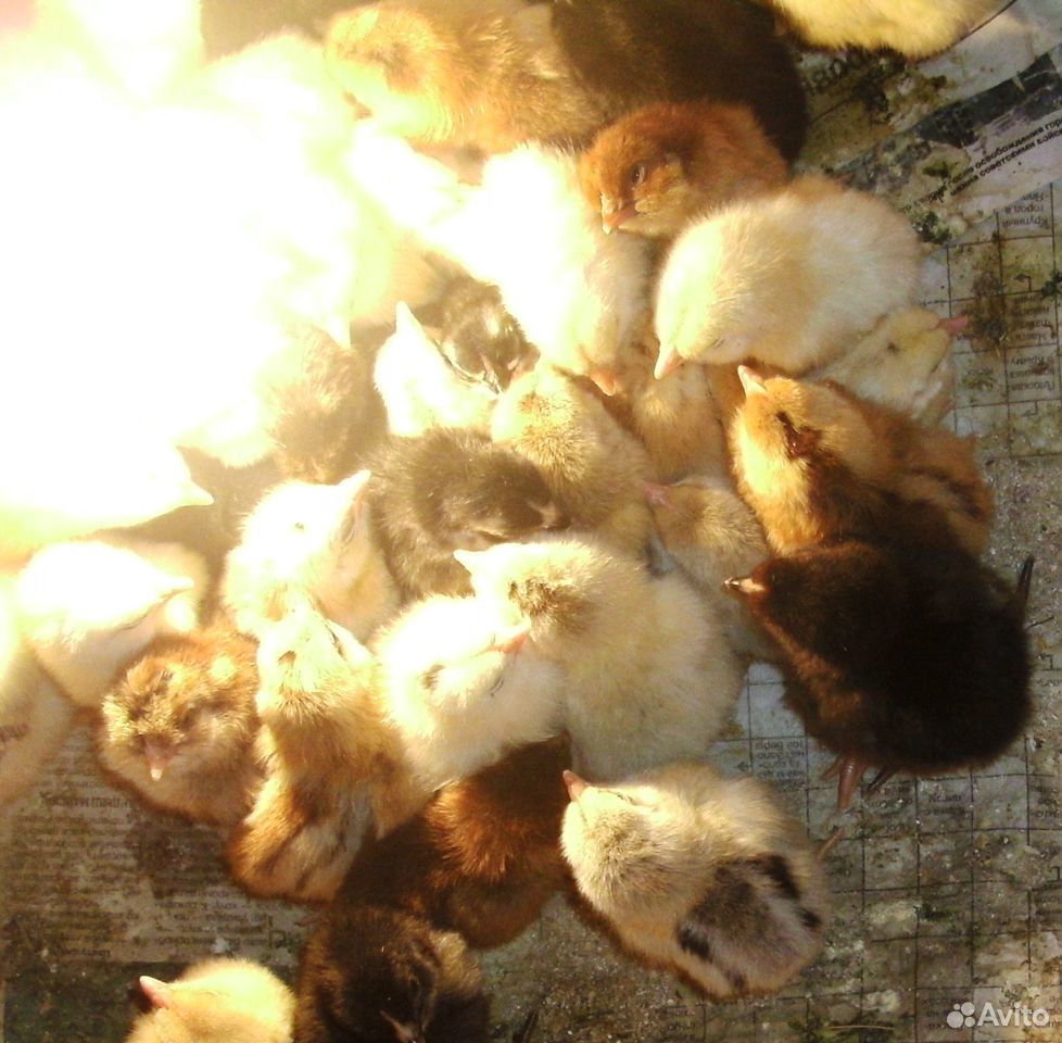 Цыплята с лохматыми ножками, хохолками, голошейки купить на Зозу.ру - фотография № 1