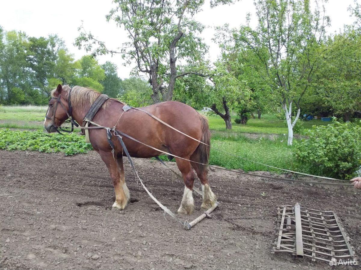 Рабочая лошадь. Рабочие лошади на продажу на авито. Сотрудник рабочая лошадь. Объявления Селижарово по продаже рабочей лошади.