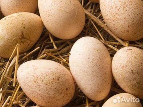 Инкубационное яйцо индюшки купить на Зозу.ру - фотография № 2
