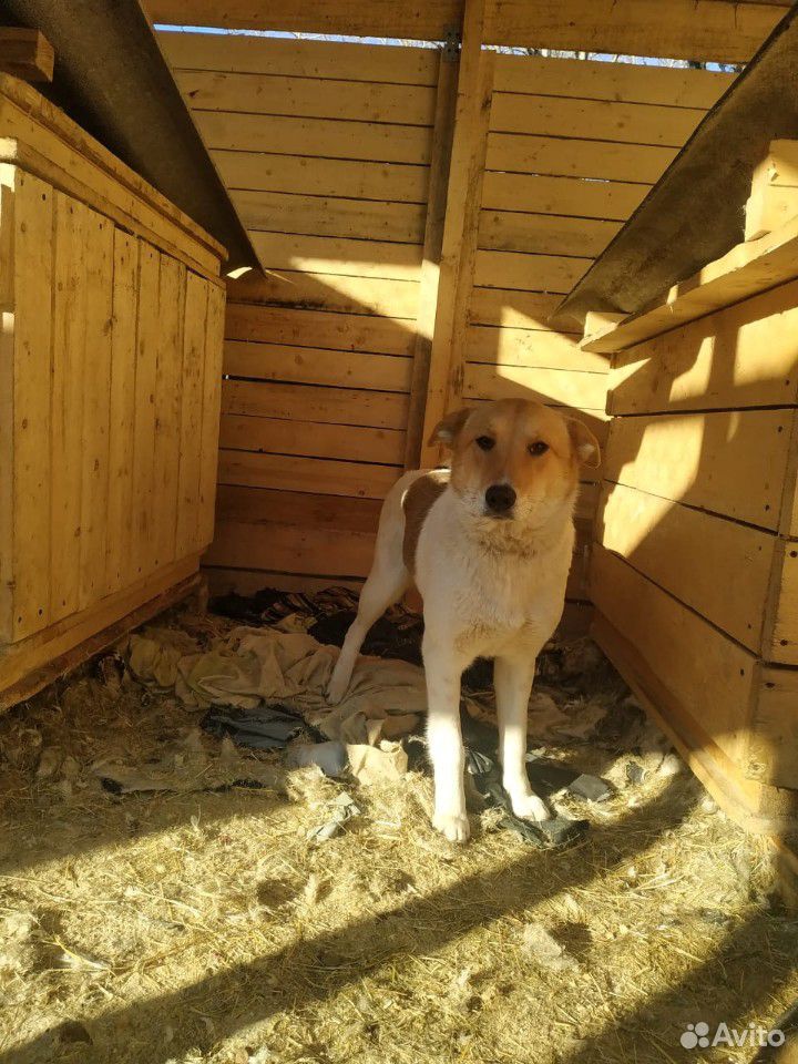 Собака из приюта купить на Зозу.ру - фотография № 4