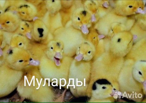 Утята и гусята купить на Зозу.ру - фотография № 4