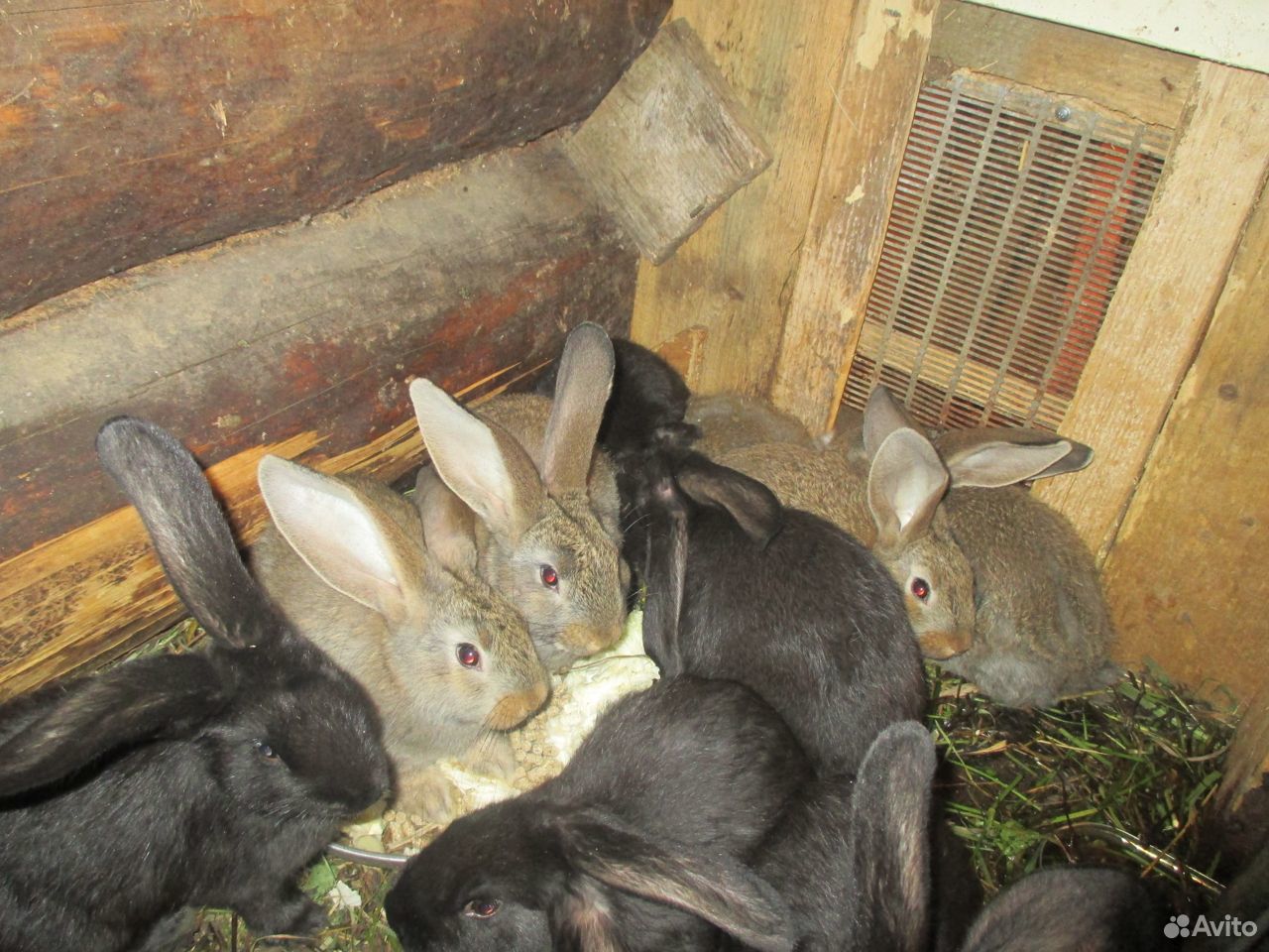Кролики взрослые и молодняк купить на Зозу.ру - фотография № 1