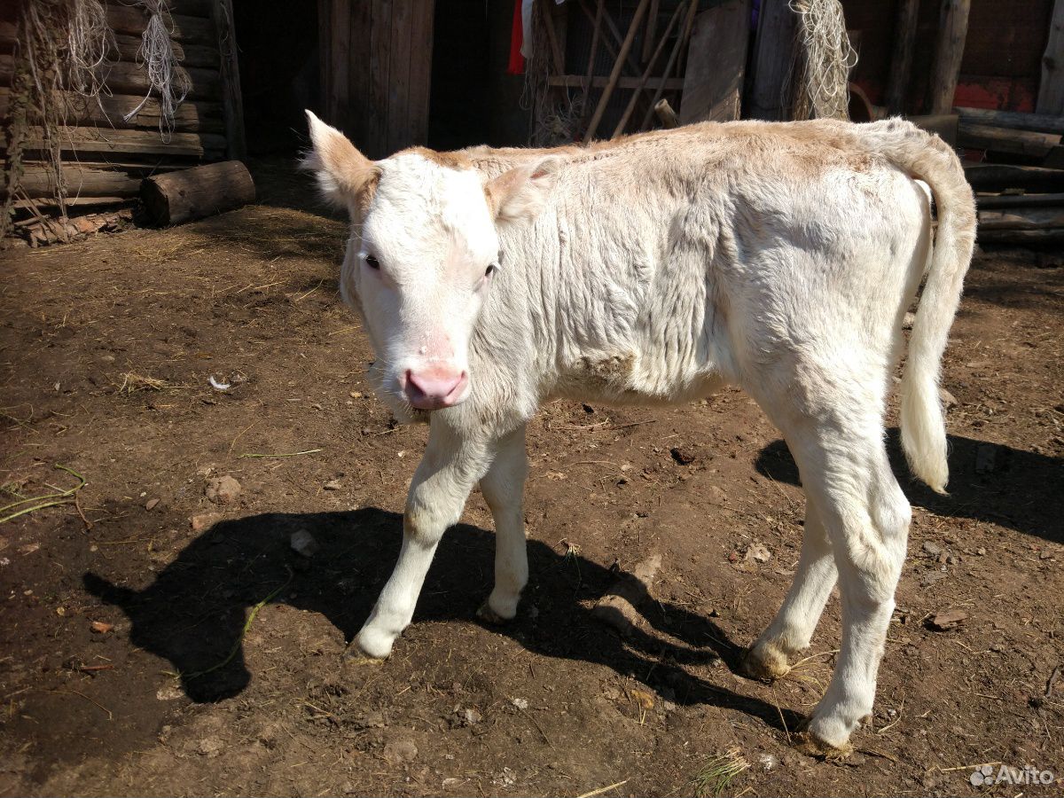 Телочка от хорошей молочной коровы купить на Зозу.ру - фотография № 4