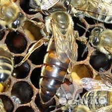 Продажа пчелы матки купить на Зозу.ру - фотография № 3