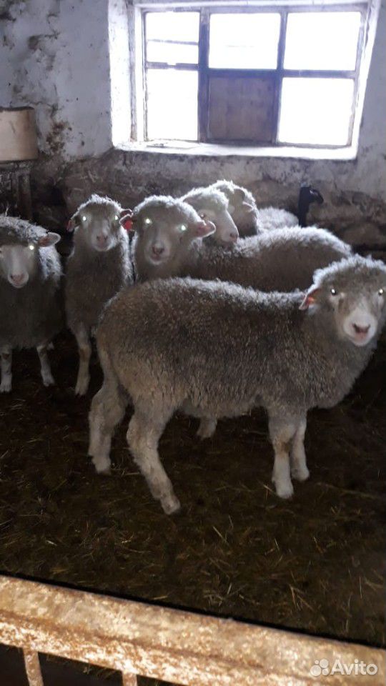Барани Овцы купить на Зозу.ру - фотография № 2