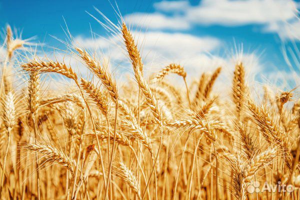Пшеница мягкая купить на Зозу.ру - фотография № 1