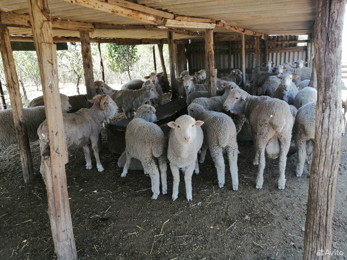 Овцы меринос купить на Зозу.ру - фотография № 1
