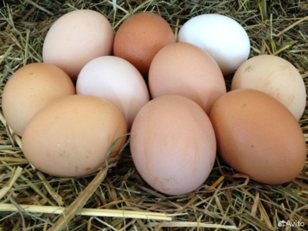Куриное инкубационное яйцо купить на Зозу.ру - фотография № 2