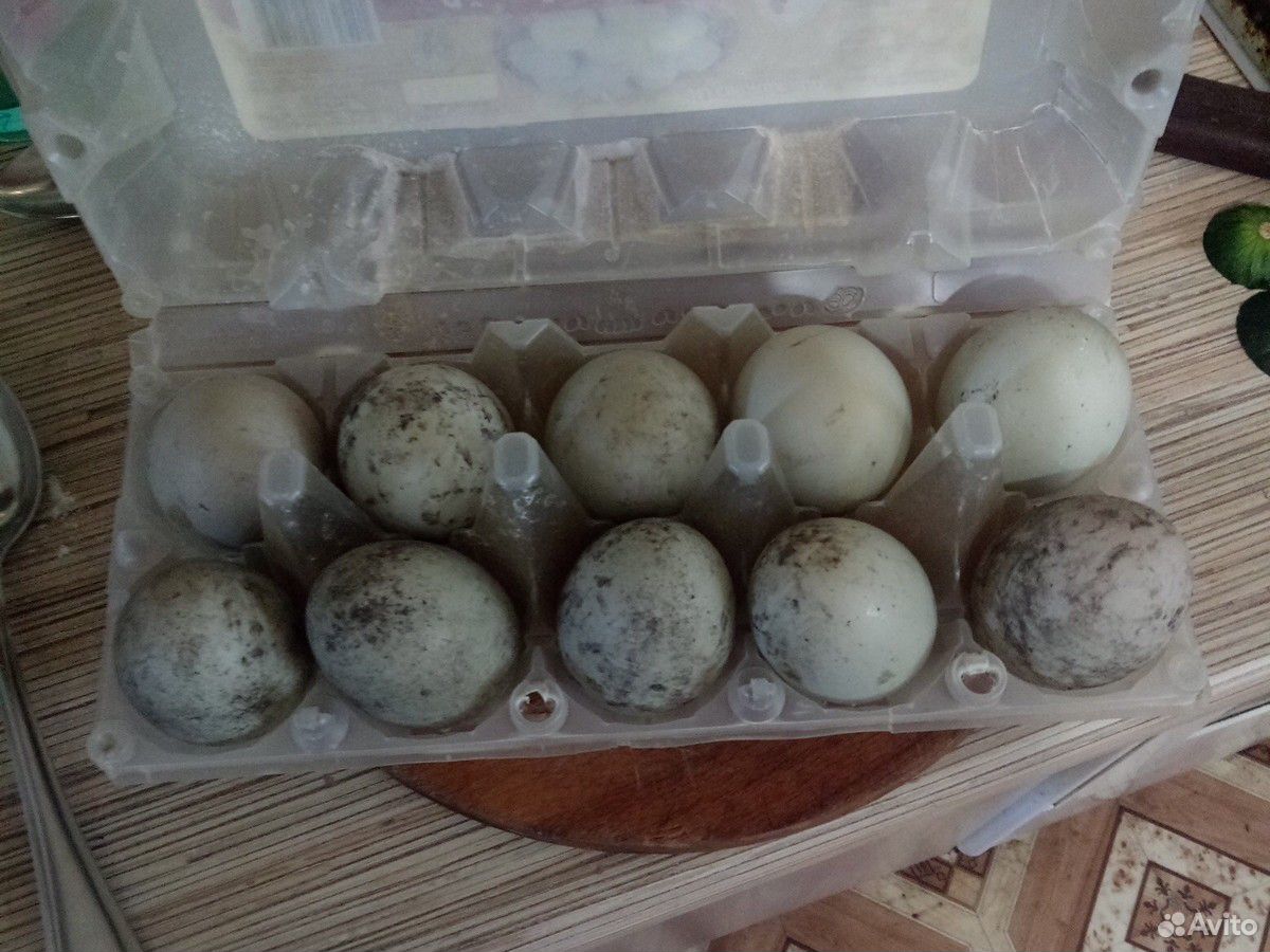 Яйца утиное (подсдная) купить на Зозу.ру - фотография № 1