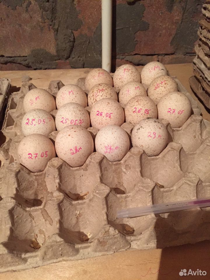 Яйца домашние на хорошем откорме лоток купить на Зозу.ру - фотография № 5
