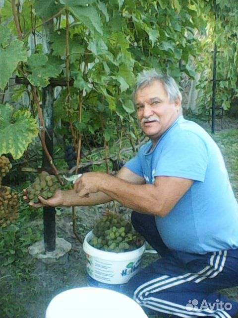 Саженцы винограда купить на Зозу.ру - фотография № 10