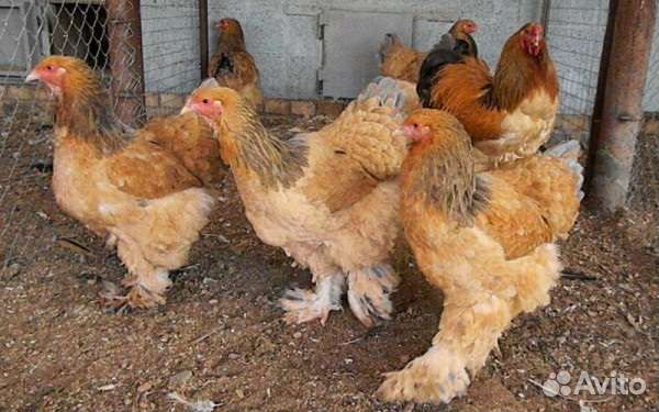 Цыплята породы брама купить на Зозу.ру - фотография № 2