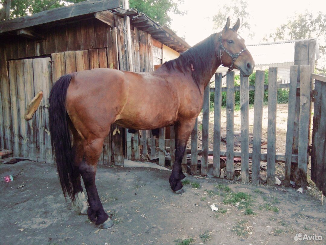 Добрая лошадь купить на Зозу.ру - фотография № 3