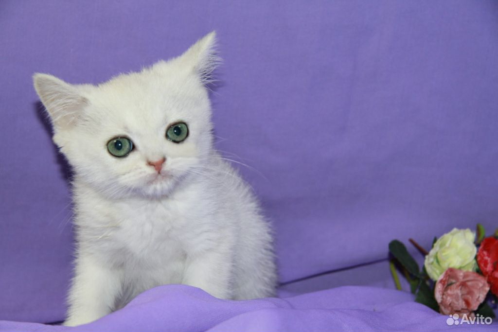 Серебрянный котик Хью купить на Зозу.ру - фотография № 2