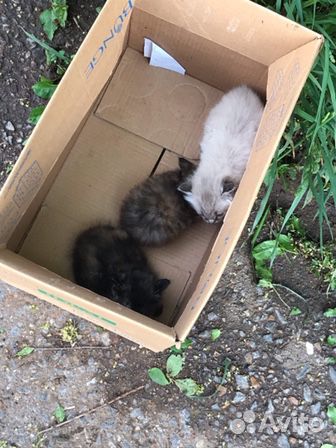 Бездомные котята купить на Зозу.ру - фотография № 2