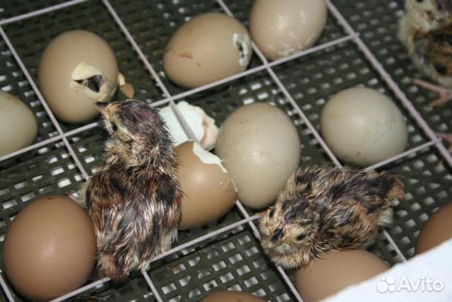 Яйцо утки купить на Зозу.ру - фотография № 1