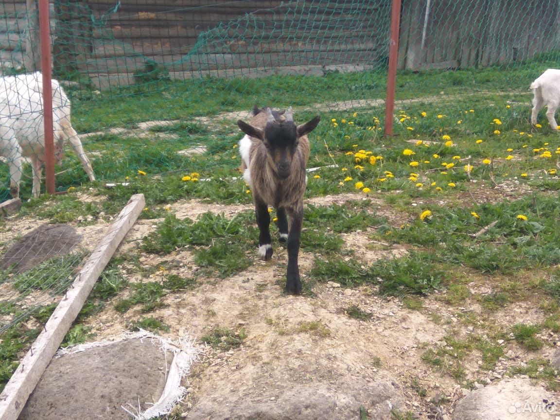 Камерунские козы купить на Зозу.ру - фотография № 5