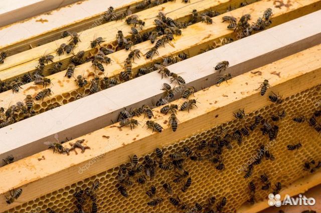 Продается пасека 15 пчелосемей купить на Зозу.ру - фотография № 1