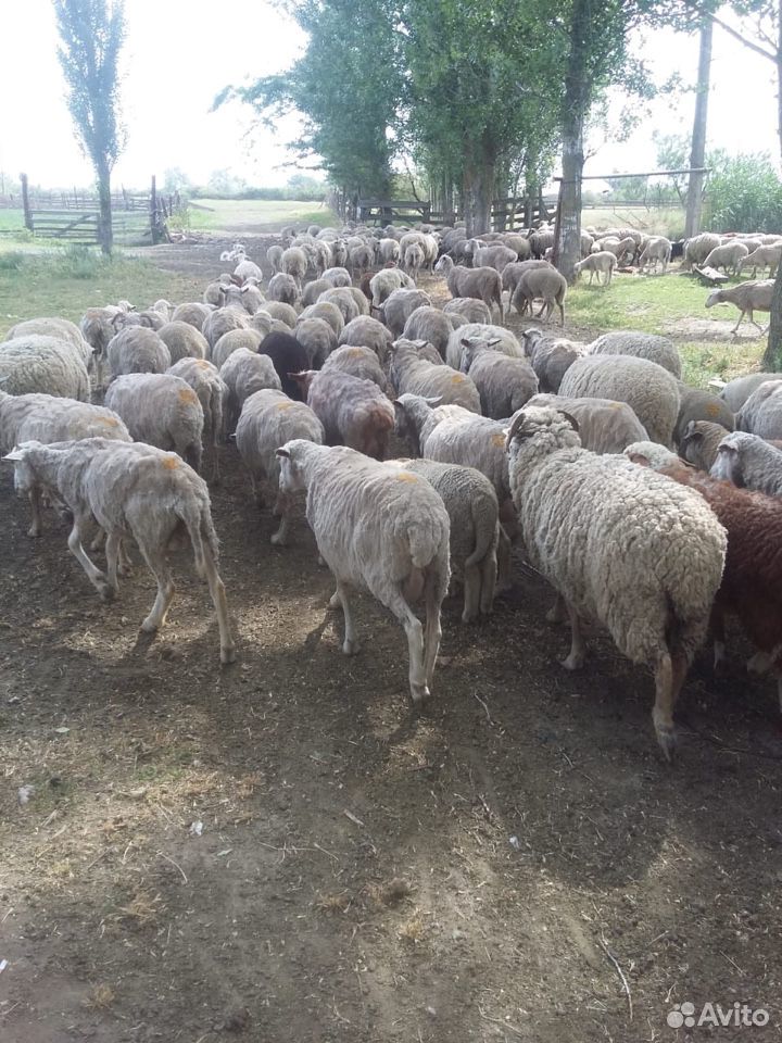 Овцы матки ягнята бараны купить на Зозу.ру - фотография № 4