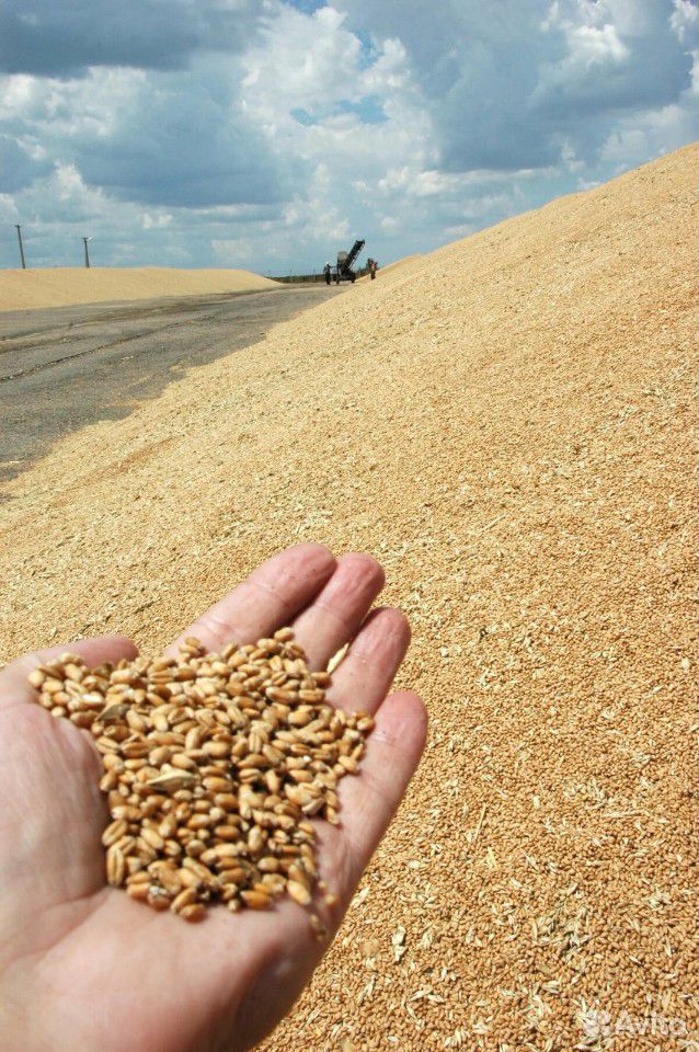 Пшеница 30 клейковина купить на Зозу.ру - фотография № 1