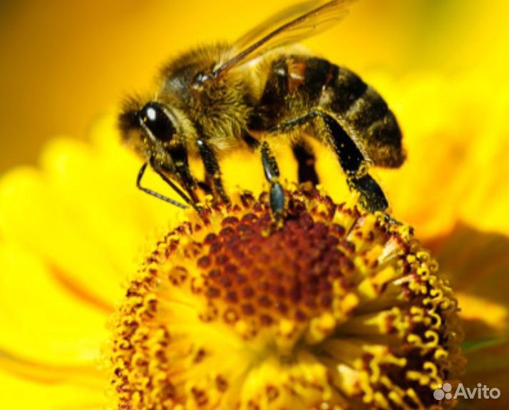 Пчелы на опыление купить на Зозу.ру - фотография № 1