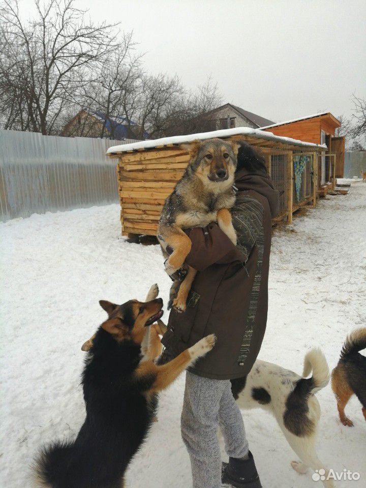 Собака в поисках дома купить на Зозу.ру - фотография № 2