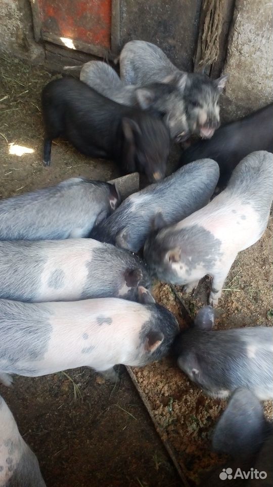 Поросята вьетнамских вислобрюхих свиней купить на Зозу.ру - фотография № 3