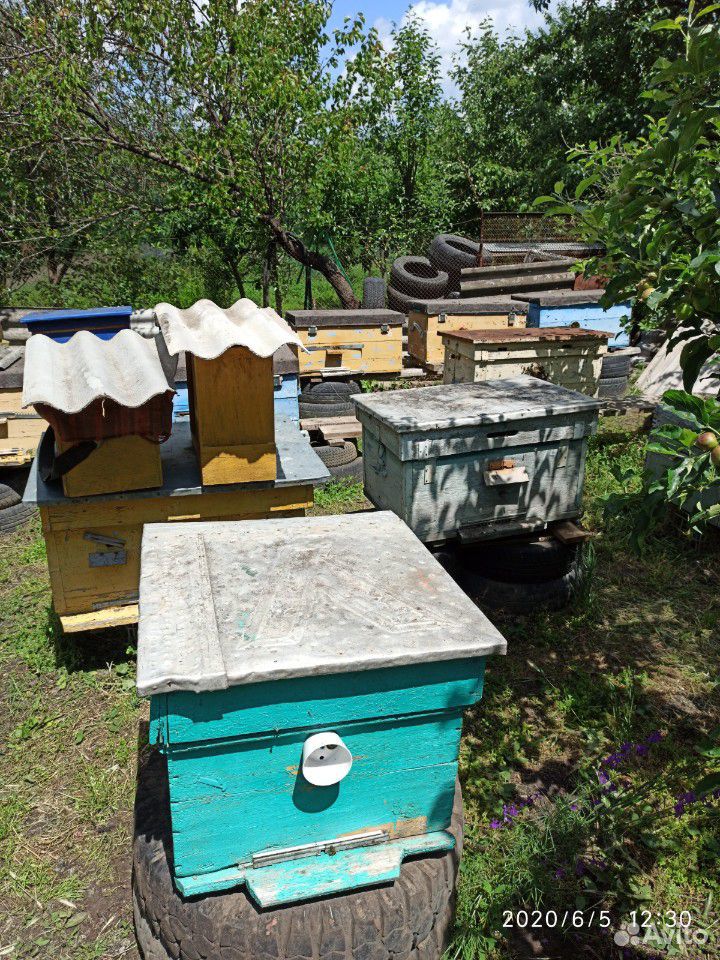 Пчелапакеты карпатка, и плодные матки купить на Зозу.ру - фотография № 5