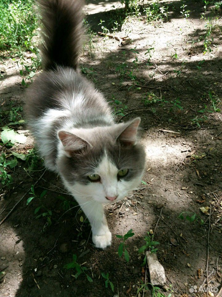 Котик Тиша очень хочет домой купить на Зозу.ру - фотография № 1