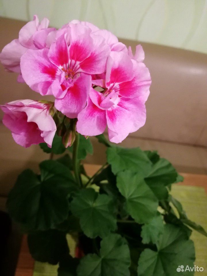 Герань (пеларгония) двухцветная розовая купить на Зозу.ру - фотография № 2