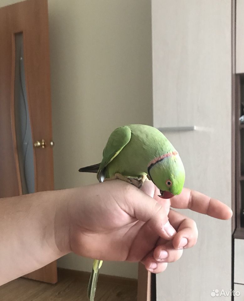 Ожереловый попугай купить на Зозу.ру - фотография № 2