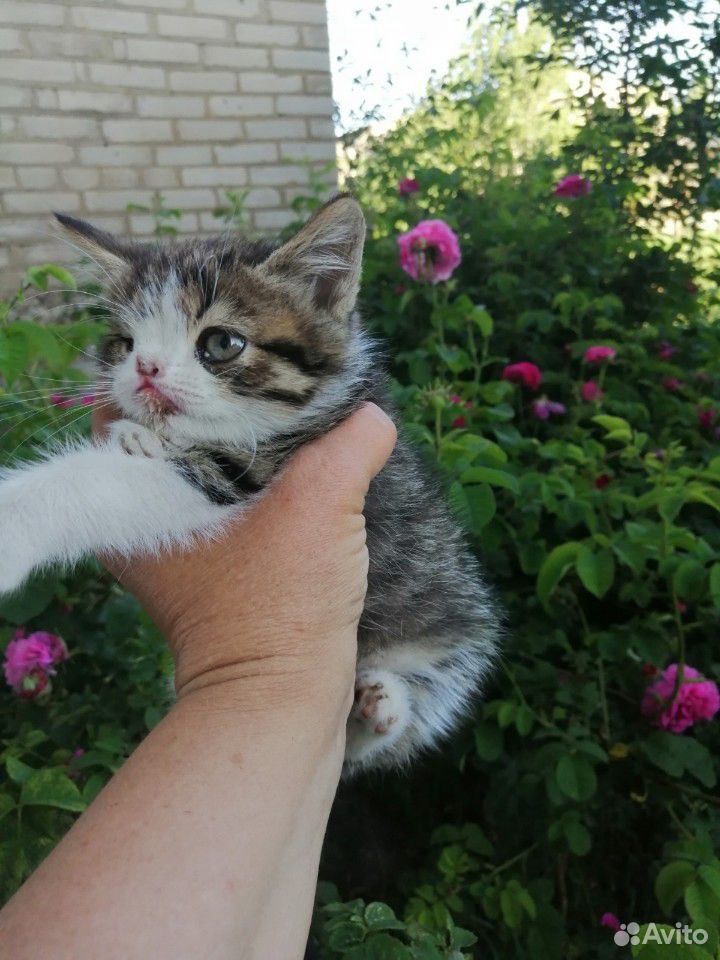 Особенный котенок купить на Зозу.ру - фотография № 2