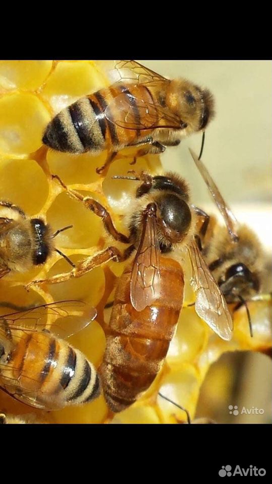 Продажа пчёл и мёда купить на Зозу.ру - фотография № 1