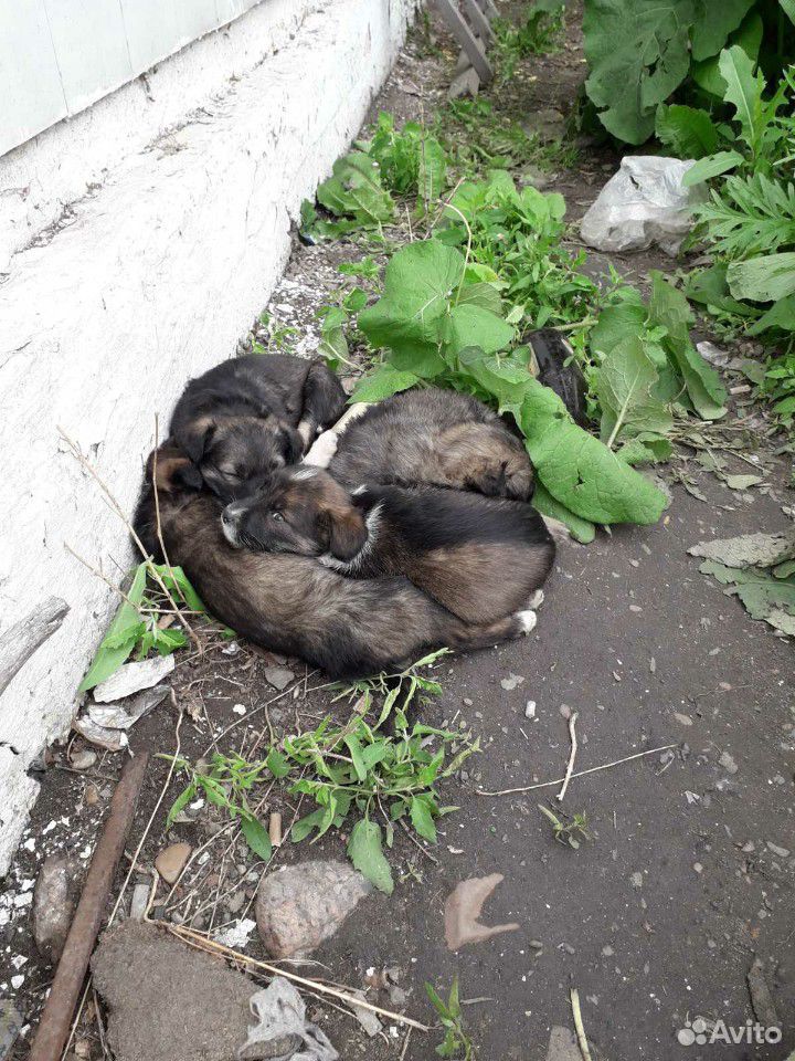 Милые щеночки ищут новый дом купить на Зозу.ру - фотография № 1