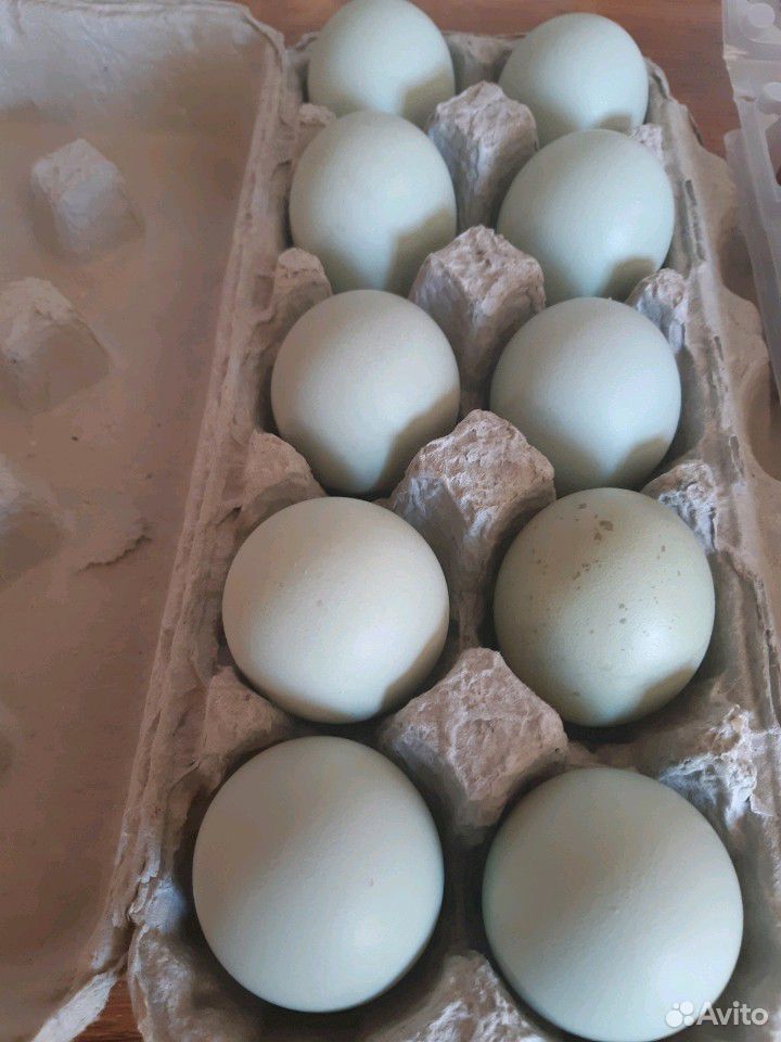 Амераукана яйцо на инкубацию купить на Зозу.ру - фотография № 3