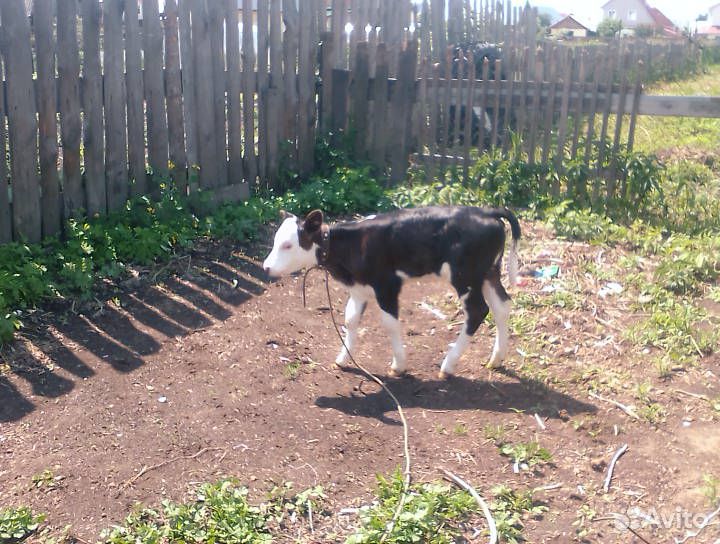 Продам корову, тёлочку 22 июня будет месяц,все воп купить на Зозу.ру - фотография № 2