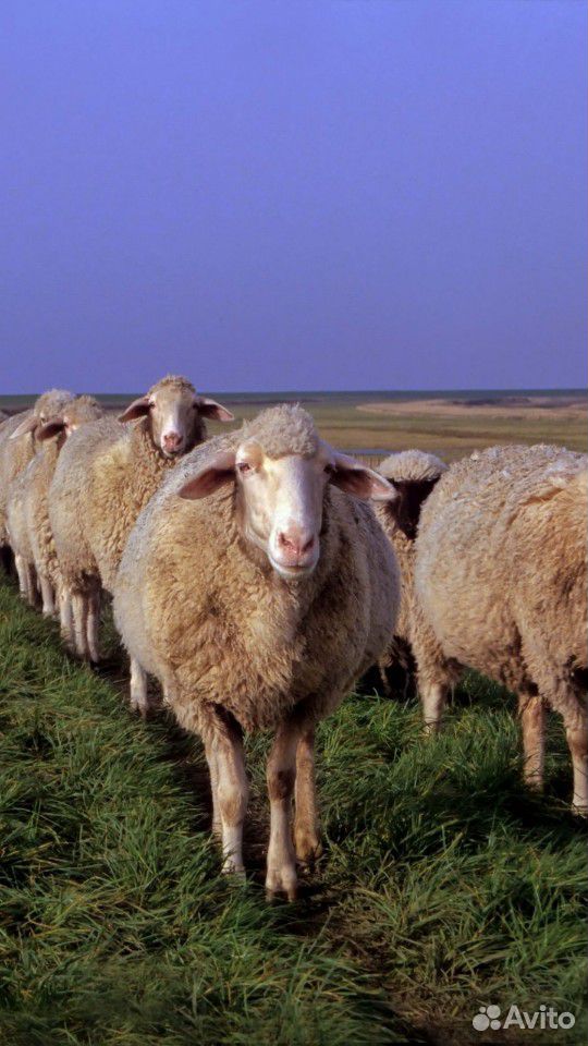 Овцы, козы купить на Зозу.ру - фотография № 1