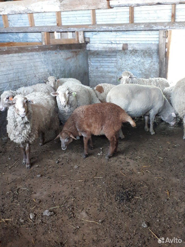 Овцы, бананы купить на Зозу.ру - фотография № 2