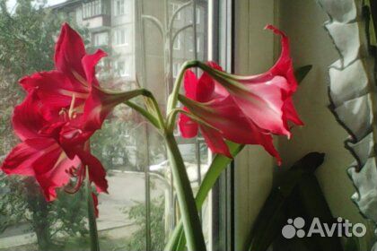 Цветок Аморрилис или Гипеаструм купить на Зозу.ру - фотография № 4