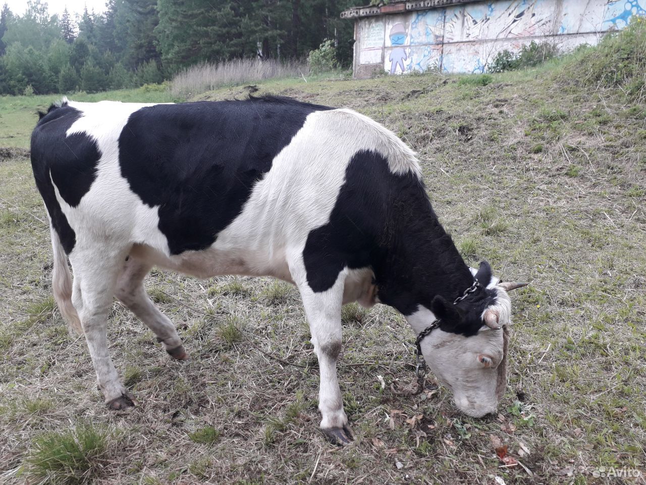 Продам корову телку купить на Зозу.ру - фотография № 1